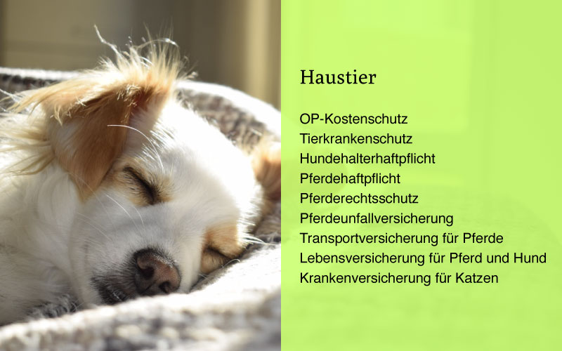OP-Versicherung, Tierkrankenschutz, Hundehalterhaftpflicht, Pferdehalterhaftpflicht, Pferderechtsschutz, Pferdeunfallversicherung, Transportversicherung